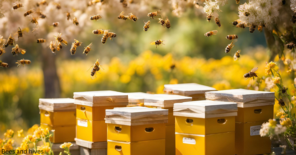 Close-up of a honeybee collecting nectar from a bright yellow flower with visible pollen on its legs