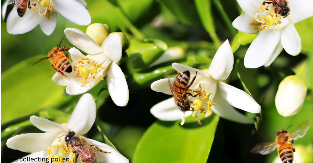 Bees collecting pollen from flowers during honey production – essential pollinators in natural skincare and eco-friendly beekeeping