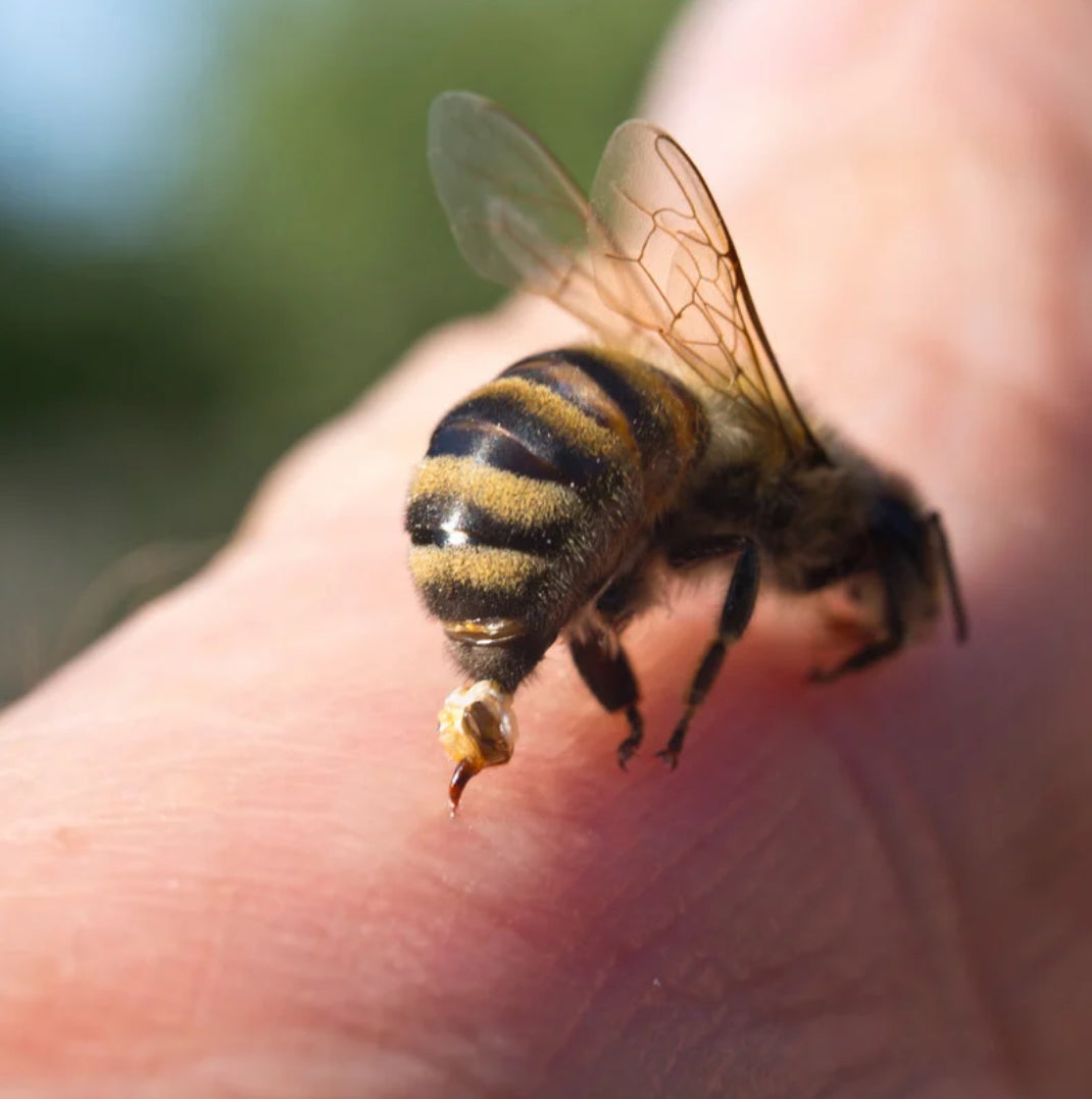 Bee Venom Therapy: Health Benefits, Potential Risks & Key Considerations for Natural Healing