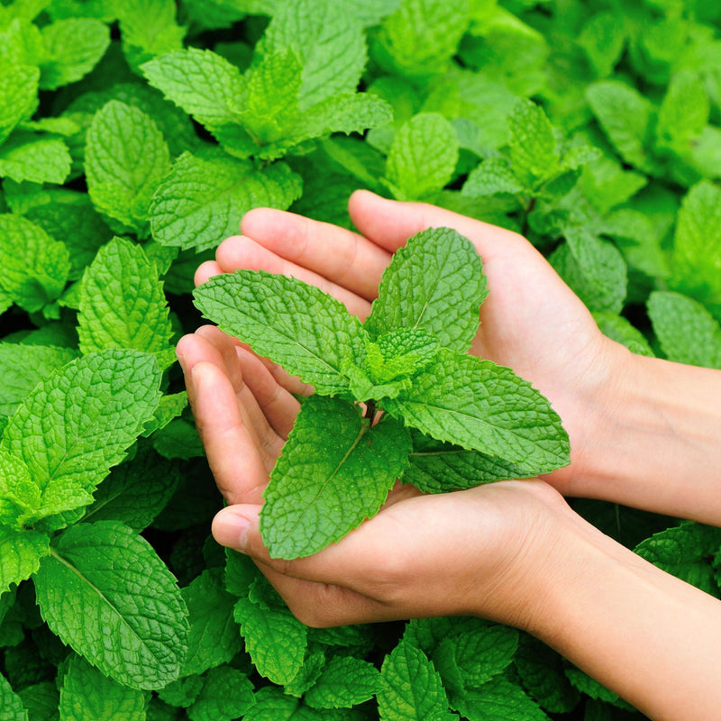 Sulfate-free Tea Tree and Mint Shampoo bottle with clean white background