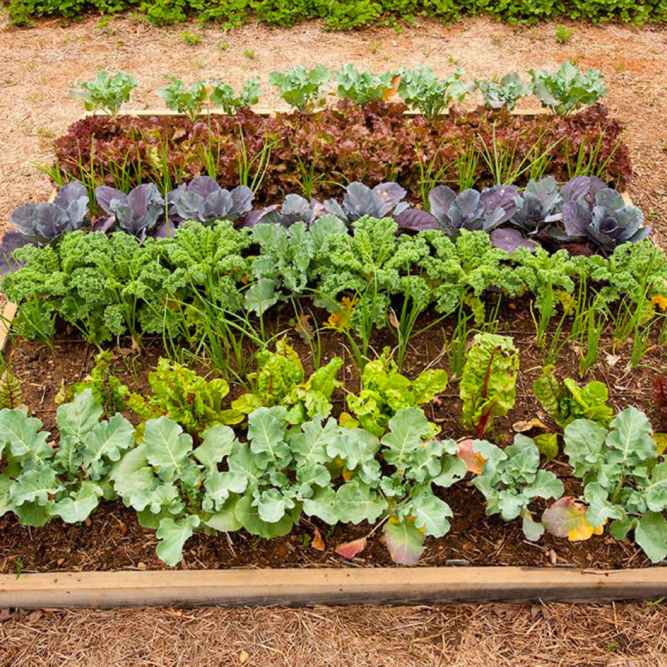 How to Grow Indoor Herbs and Plants This Winter | Easy Tips for Thriving Indoor Gardens | Beessential.