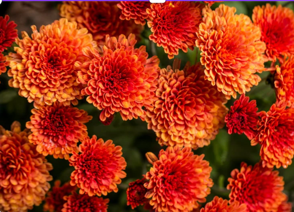 How to Plant and Care for Mums This Fall: Tips for Strong Roots and Vibrant Blooms