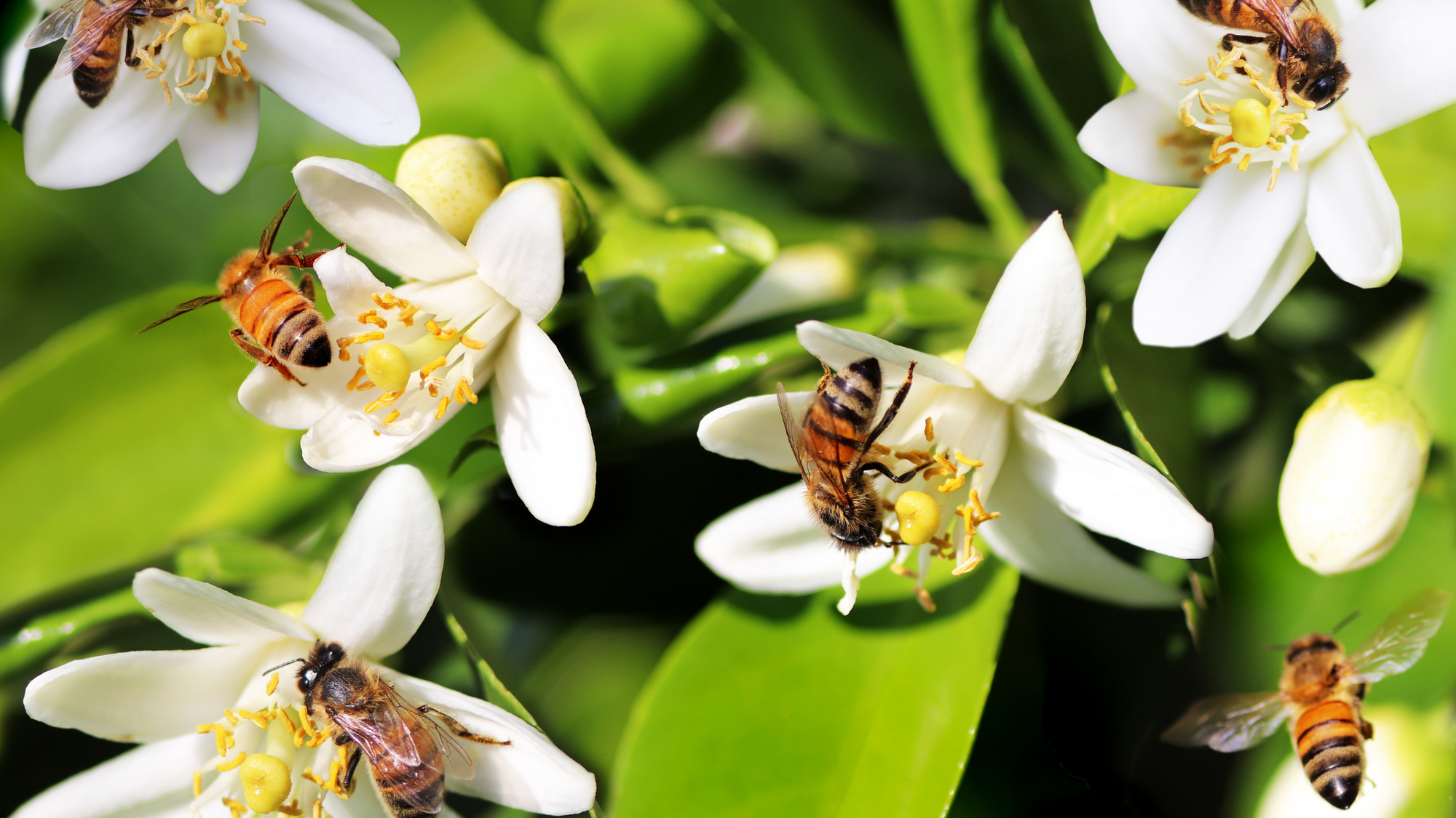 Power of Propolis in Skincare: Beessential's Secret Weapon