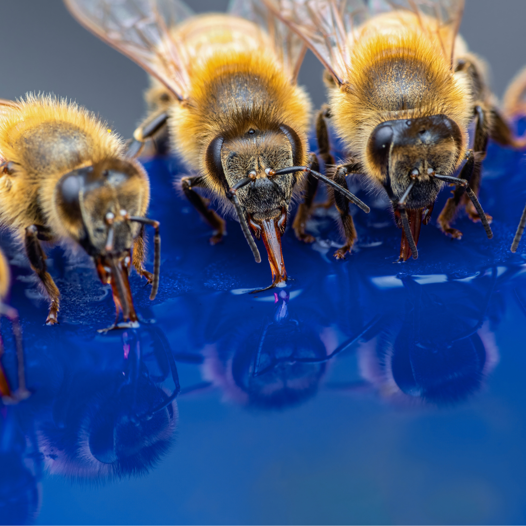How Do Bees Stay Cool in Extreme Heat?