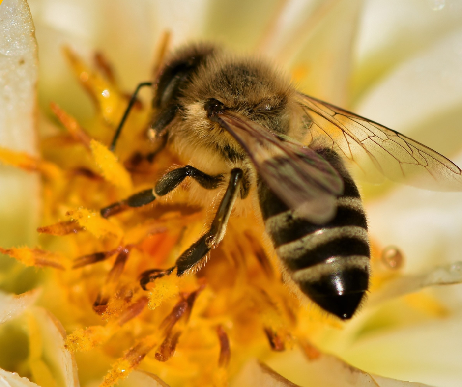 Honeybee collecting pollen on flower while buzzing.