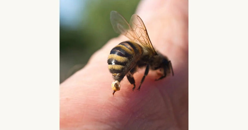 Bee Venom Therapy: Benefits, Risks, and Considerations for Health