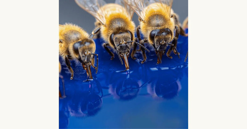 How Do Bees Stay Cool in Extreme Heat? Nature’s Temperature Control Explained