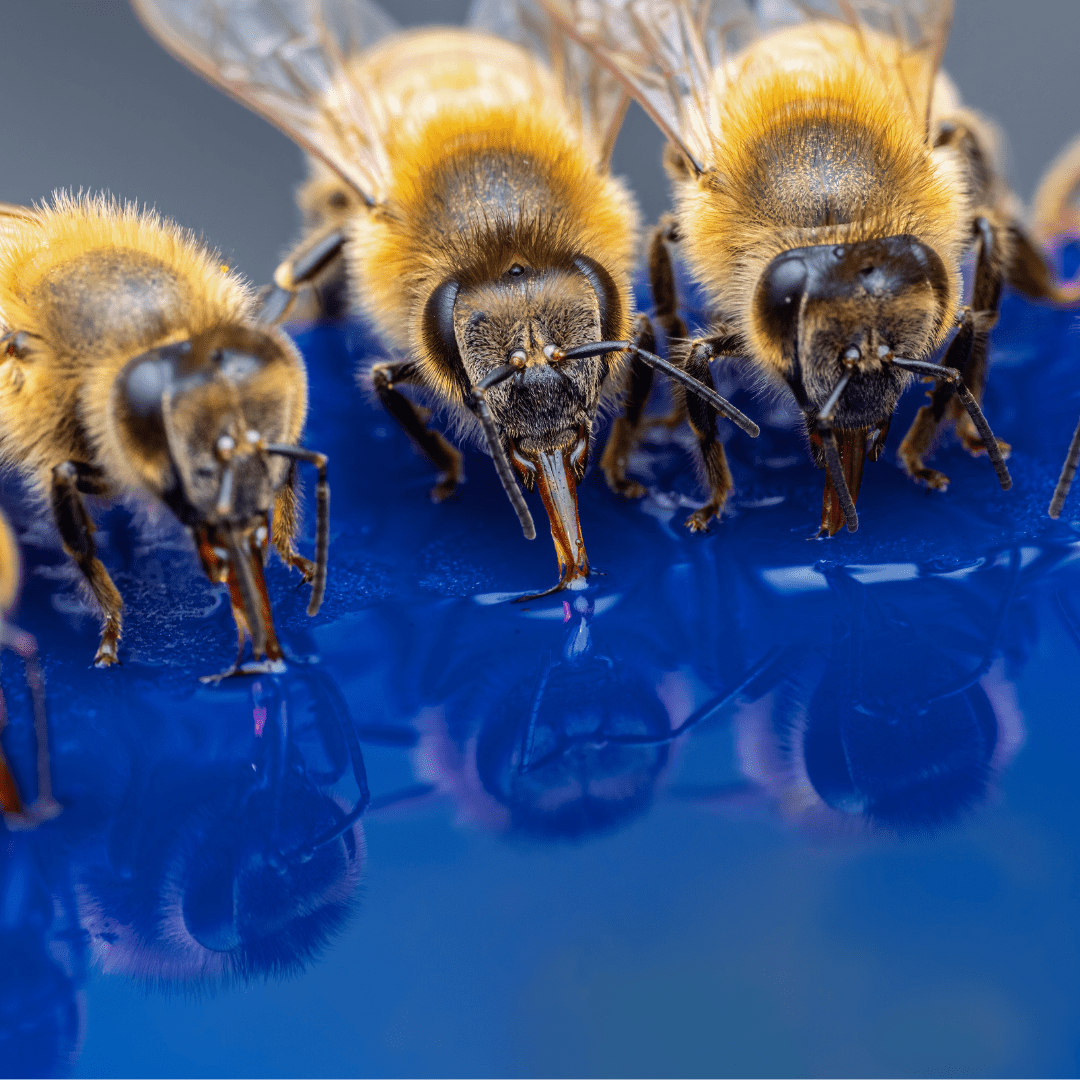 How Do Bees Stay Cool in Extreme Heat? Nature’s Temperature Control Explained - Beessential