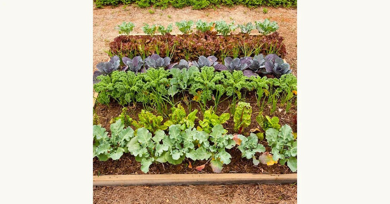 How to Grow Indoor Herbs and Plants This Winter