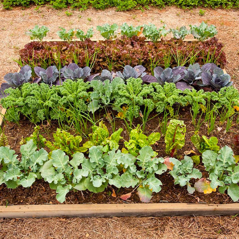 How to Grow Indoor Herbs and Plants This Winter - Beessential