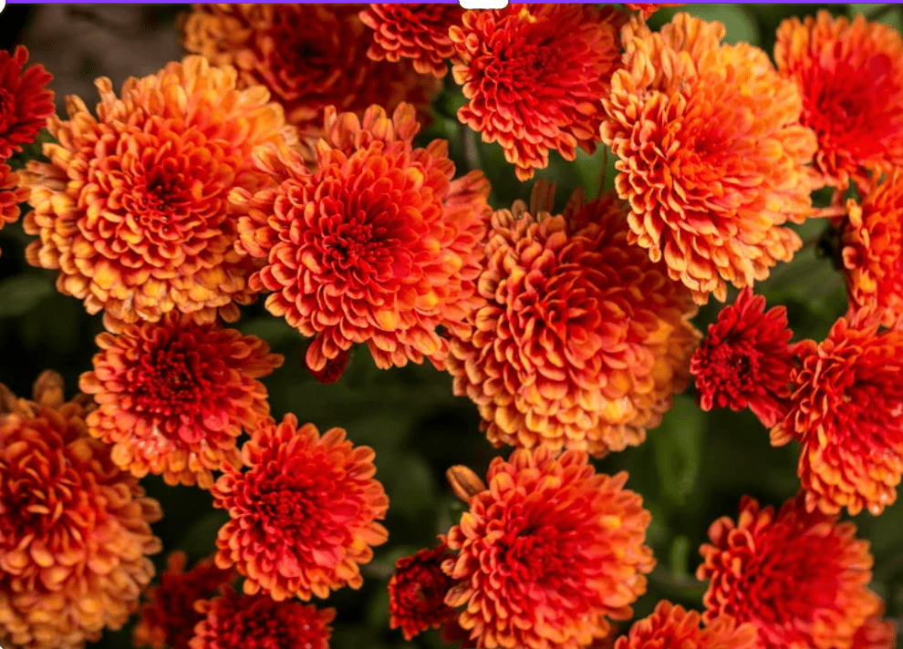 How to Plant and Care for Mums This Fall: Tips for Strong Roots and Vibrant Blooms - Beessential