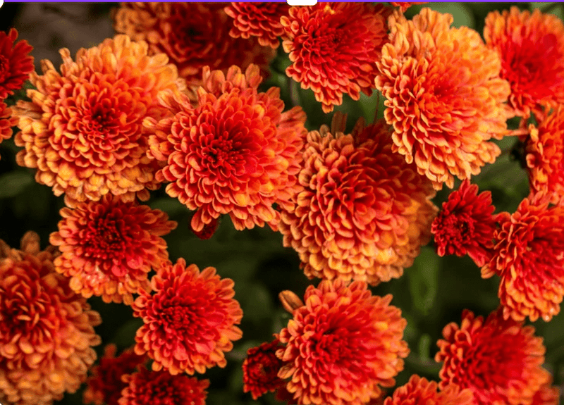 How to Plant and Care for Mums This Fall: Tips for Strong Roots and Vibrant Blooms - Beessential