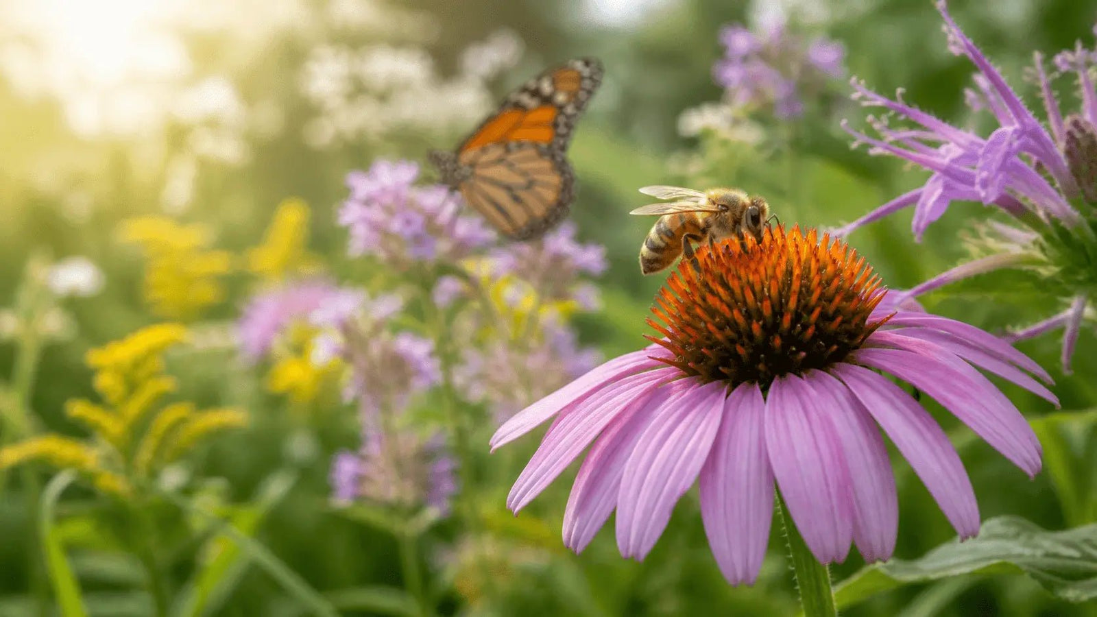 Pollinator Week: Simple Ways to Help Bees, Butterflies, and Other Pollinators - Beessential