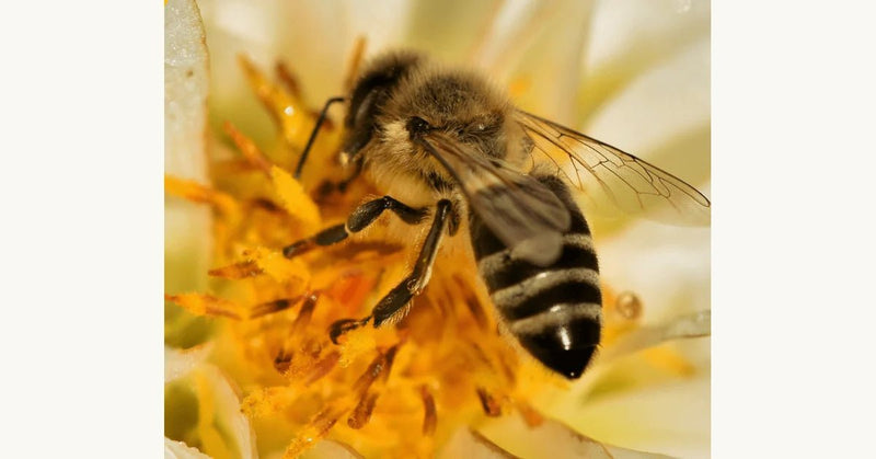 Why Do Bees Buzz? Uncover the Fascinating Reasons Behind Bee Buzzing
