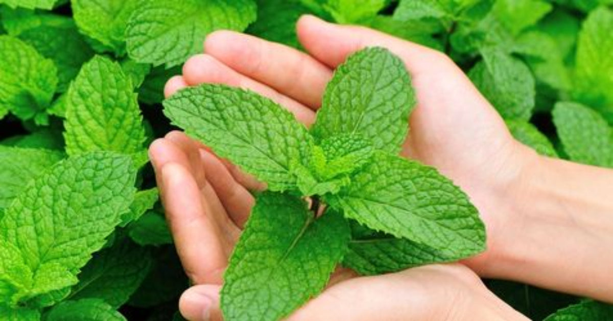 Beessential Peppermint Beeswax Lip Balm – Natural lip balm with peppermint, beeswax, and moisturizing oils for soft, smooth lips.