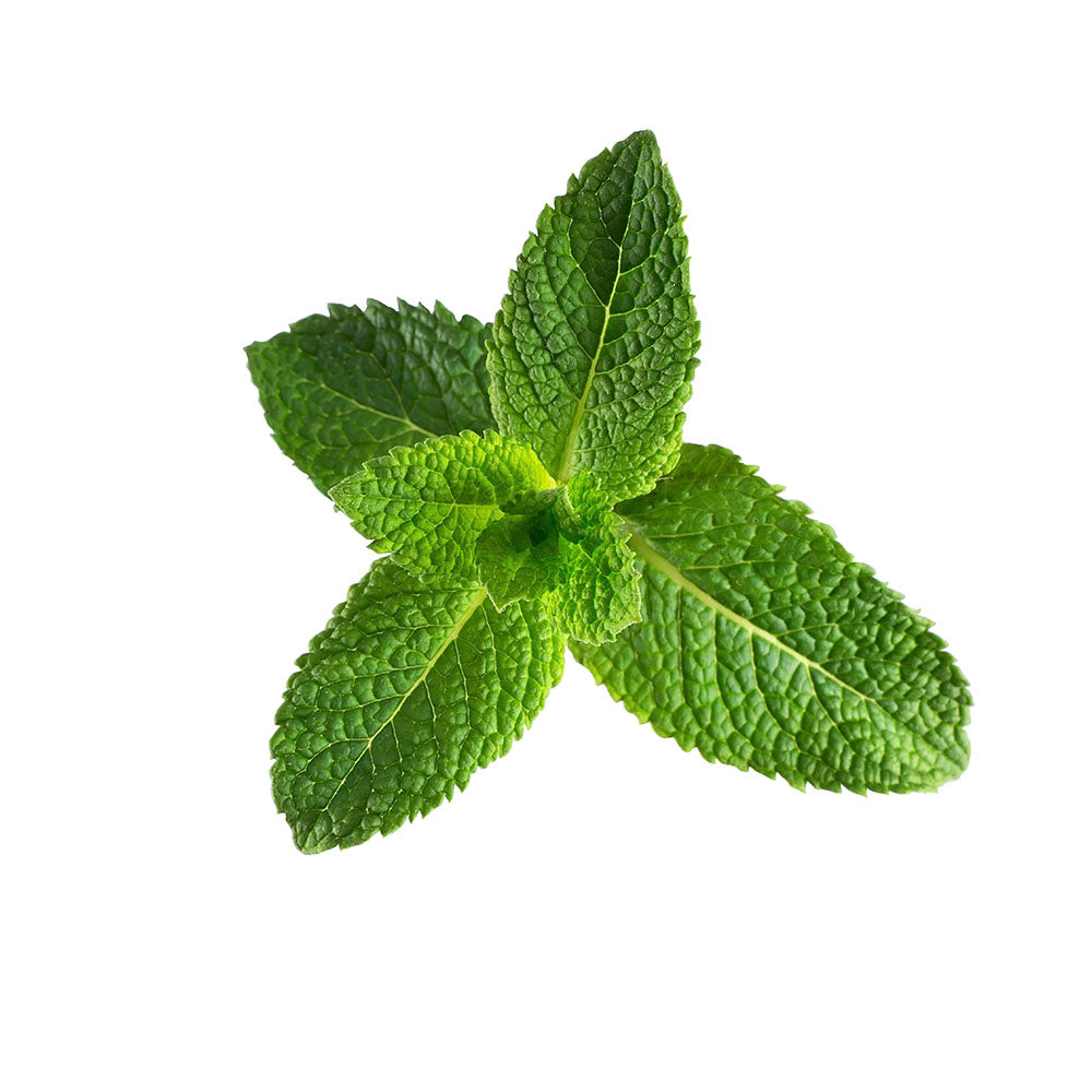 Natural Peppermint Body Wash Ingredients - Honey & Hemp Oil