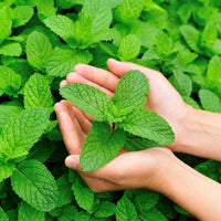 Fresh mint leaves in hand, representing natural ingredients in tea tree and mint shampoo