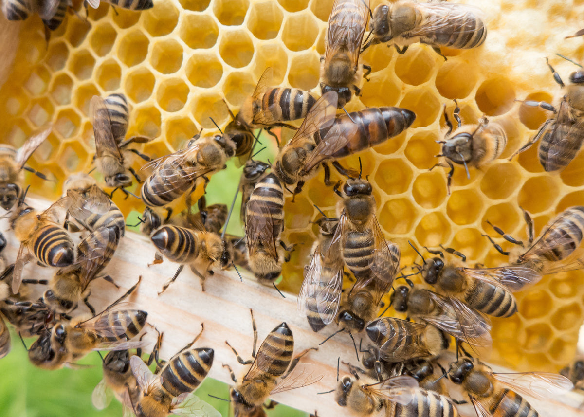 Queen Bee image representing the natural beeswax in Beessential Naked Unscented Lip Balm.