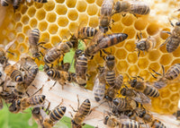 Queen Bee image representing the natural beeswax in Beessential Naked Unscented Lip Balm.