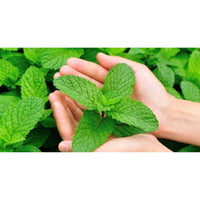 Peppermint Beeswax Lip Balm - Beessential