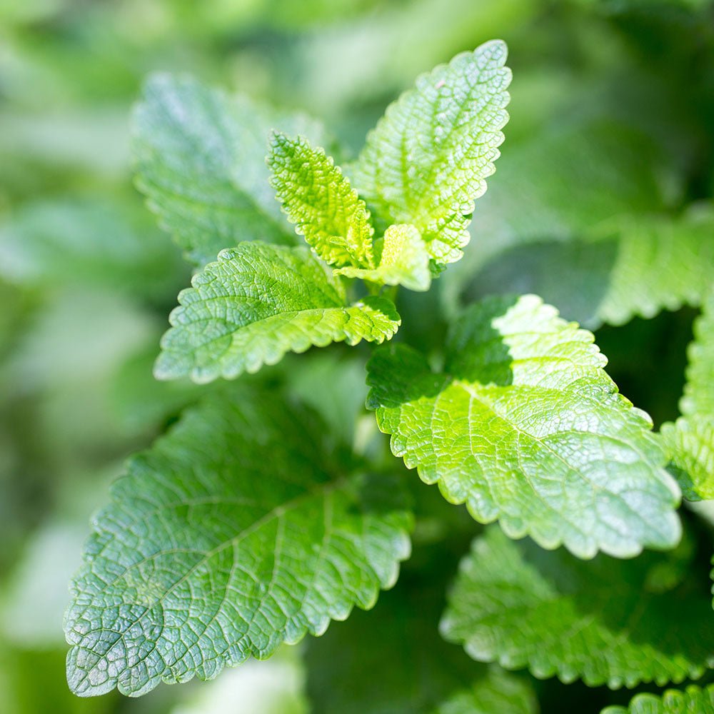 Peppermint Conditioner  - Beessential